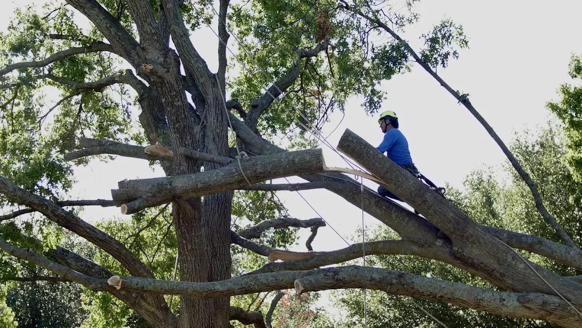 Professional Hazardous Tree Removal performed by certified arborists in Valliant