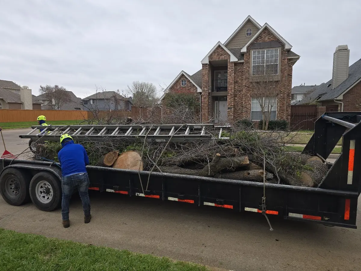 Expert Tree Pest Control with proper safety equipment in Valliant